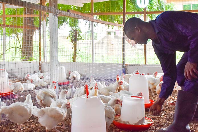 Local Poultry Training Program